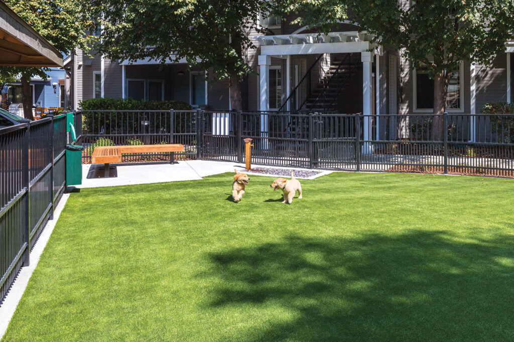 Two dogs running together in grassy outdoor pet park with a water fountain and bench behind them